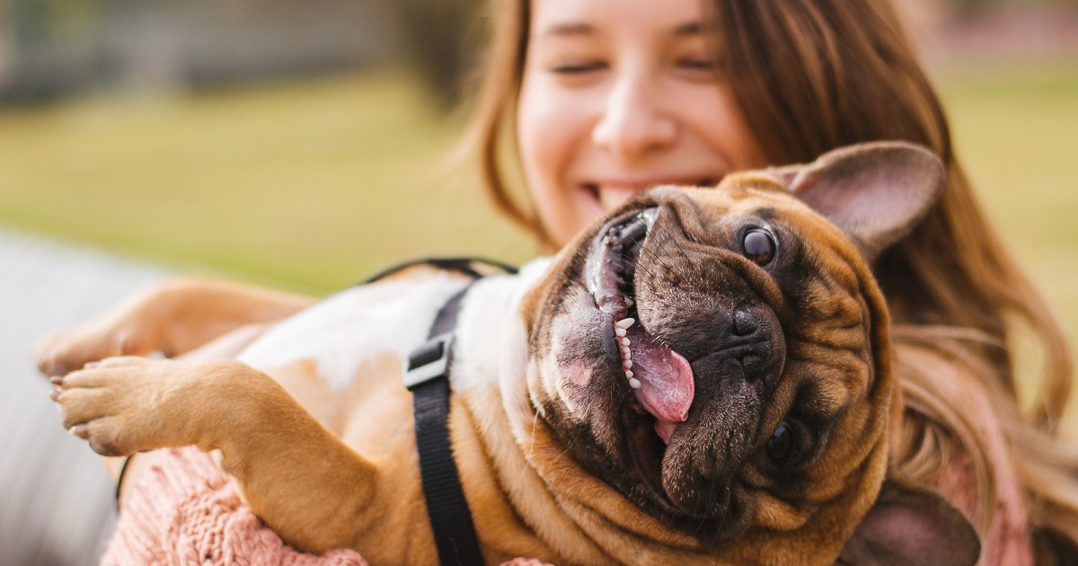 How to Deal With Dogs That Are Sneezing a Lot and Shaking Their Head a Lot?