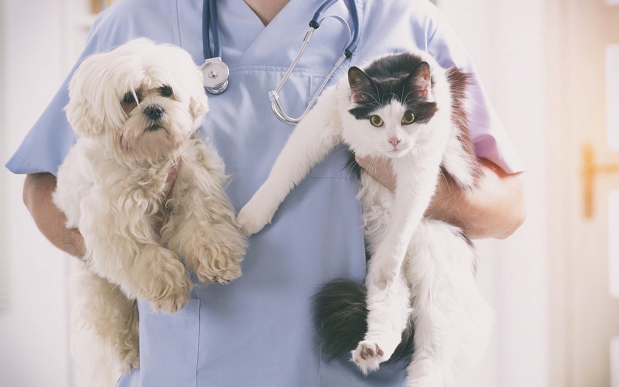 Why Use a Pressure Sensitive Cat Heating Pad?